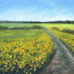 #664-Path in the Flower Field,England-11×22