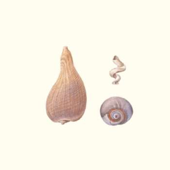 Rose Pellicano – Atlantic Fig Snail, Shark’s Eye, Worm Shell 4×6
