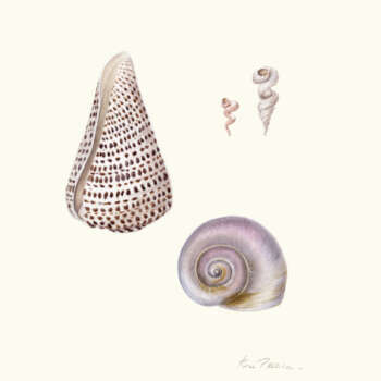Rose Pellicano – Cone Snail, Worm Shells, Shark’s Eye. 9×10