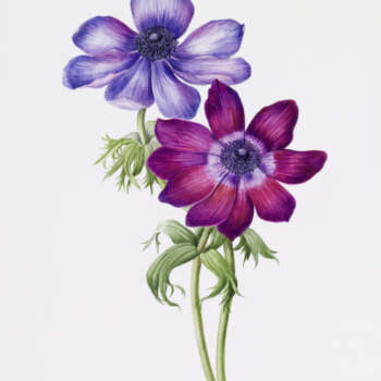pellicano-anemome-8×14-watercolor-6x8360dpi
