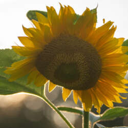22021-08-02 Sunflower E Marion-4761